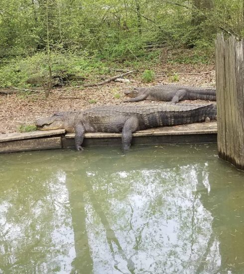 alligators relaxing at the zoo